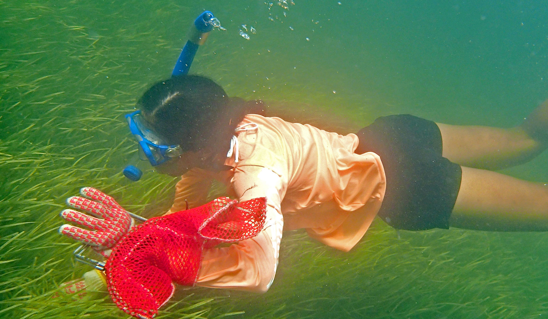 FWC Scallop Survey 2 Horiz.